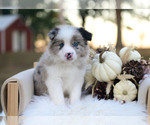 Miles - Male Border Collie Puppy for Sale - Photo #2