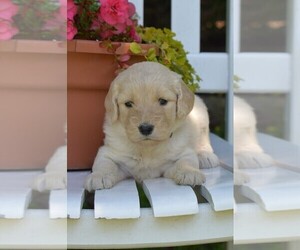 Goldendoodle Puppy for Sale in MIFFLINBURG, Pennsylvania USA