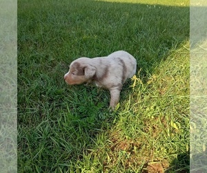 Australian Shepherd Puppy for sale in MARINETTE, WI, USA