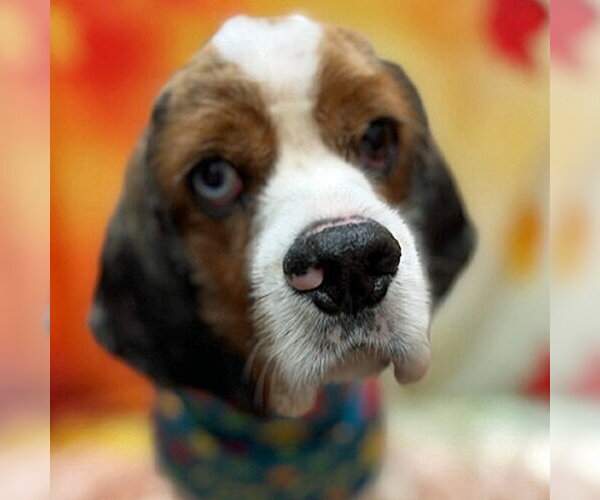 Medium Photo #1 Cocker Spaniel Puppy For Sale in Arlington, VA, USA