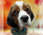 Roux - Male Cocker Spaniel Dog for Adoption - Small photo