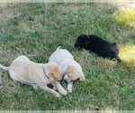 Small #8 Labrador Retriever