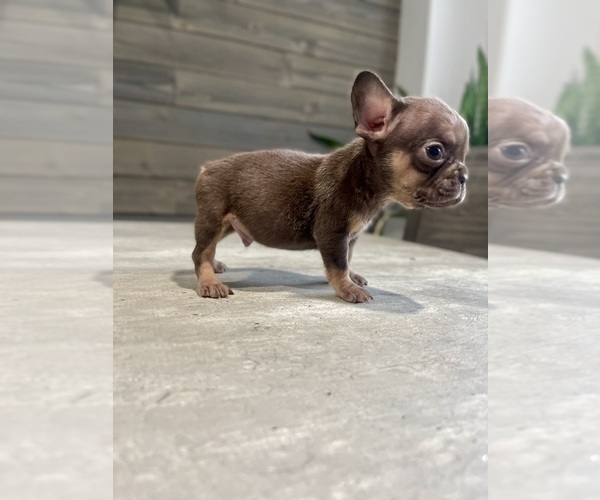 Medium Photo #1 French Bulldog Puppy For Sale in EASTVALE, CA, USA
