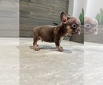 Puppy Hersey French Bulldog