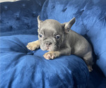 Small Photo #18 French Bulldog Puppy For Sale in FORT LAUDERDALE, FL, USA