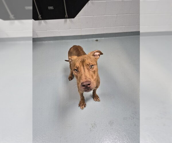 Medium Photo #1 Mutt Puppy For Sale in St. Cloud, FL, USA