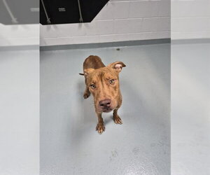 Mutt Dogs for adoption in St. Cloud, FL, USA
