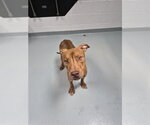 TANK - Male Mutt Dog for Adoption - Small photo