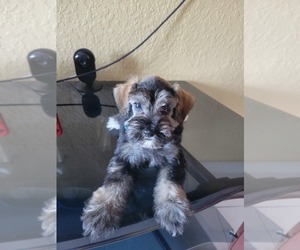 Schnauzer (Miniature) Dog for Adoption in SEBRING, Florida USA