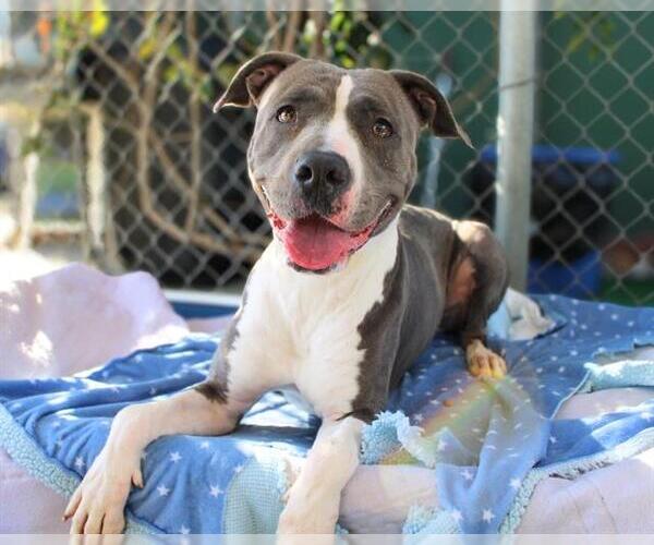 Medium Photo #2 Mutt Puppy For Sale in Chula Vista, CA, USA