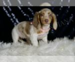 Small #2 Dachshund