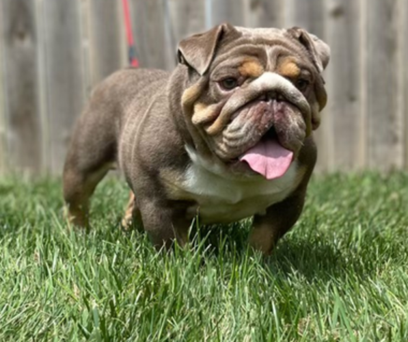 Medium Photo #1 English Bulldog Puppy For Sale in GOSHEN, IN, USA