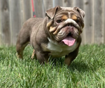 Small Photo #1 English Bulldog Puppy For Sale in GOSHEN, IN, USA