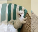 Small Photo #11 Maltese Puppy For Sale in NEWPORT BEACH, CA, USA