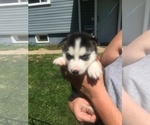 Puppy 5 Siberian Husky