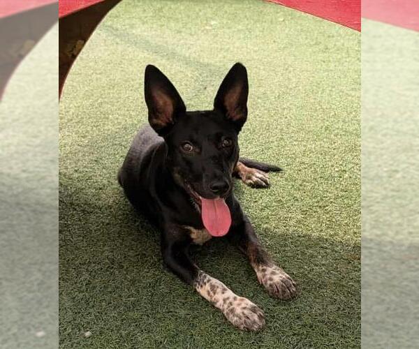 Medium Photo #13 Mutt Puppy For Sale in Rockwall, TX, USA