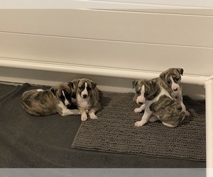 Whippet Litter for sale in SANDY CREEK, NY, USA