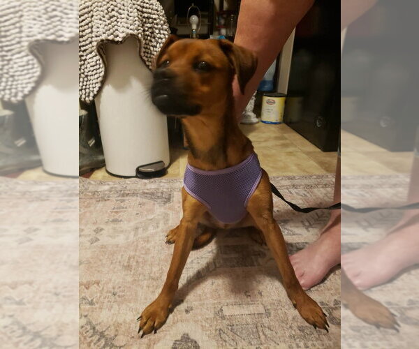 Medium Photo #6 Puggle Puppy For Sale in Aurora, IN, USA