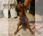 Small #5 Puggle