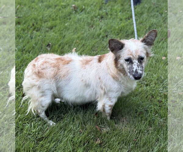 Medium Photo #2 Mutt Puppy For Sale in Yardley, PA, USA
