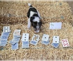 Small #6 Wire Fox Terrier
