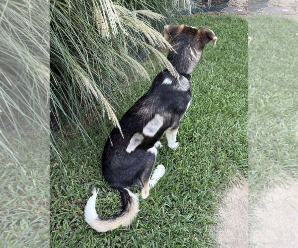 Medium Photo #16 Huskies -Unknown Mix Puppy For Sale in Boonton, NJ, USA