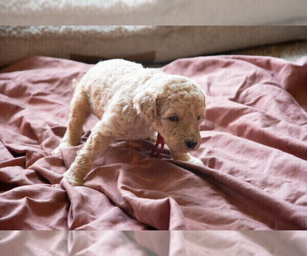 Medium Photo #1 Goldendoodle Puppy For Sale in ASHEVILLE, NC, USA