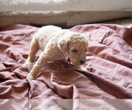 Small Photo #1 Goldendoodle Puppy For Sale in ASHEVILLE, NC, USA