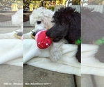 Small Photo #13 Poodle (Standard) Puppy For Sale in BROOKSVILLE, FL, USA