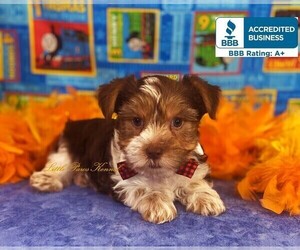 Yorkshire Terrier Puppy for sale in WINNSBORO, LA, USA