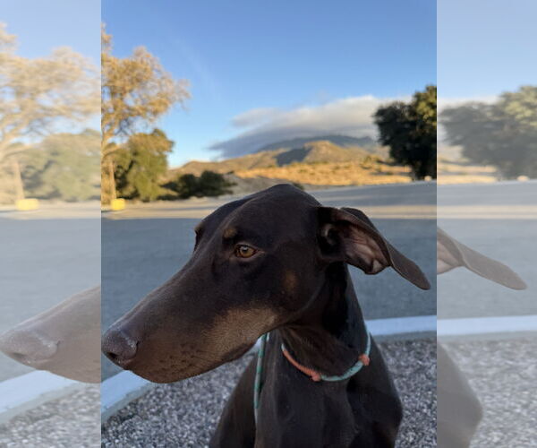 Medium Photo #6 Doberman Pinscher Puppy For Sale in Buffalo, MN, USA