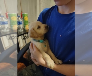 Golden Labrador Puppy for sale in BOONES MILL, VA, USA