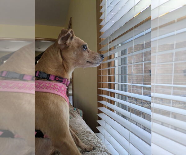 Medium Photo #2 Dachshund-Unknown Mix Puppy For Sale in Mundelein, IL, USA