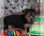 Small #4 Yorkshire Terrier