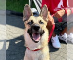 Small #8 Gerberian Shepsky