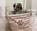 Small Photo #2 Miniature Australian Shepherd Puppy For Sale in FORT MYERS, FL, USA