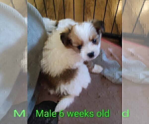 Medium Photo #11 Biewer Terrier-Pomeranian Mix Puppy For Sale in ESTILL SPRINGS, TN, USA