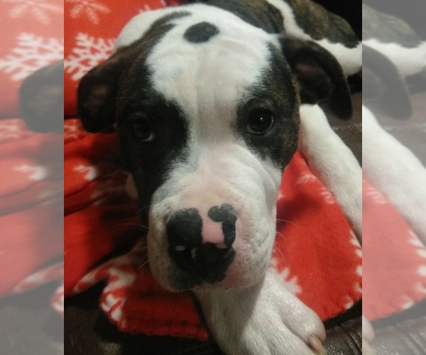 Medium Photo #1 American Bulldog Puppy For Sale in CALDWELL, ID, USA