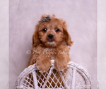 Small #5 Cavapoo (Miniature)