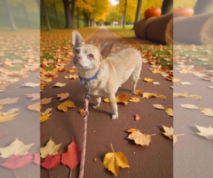 Chihuahua-Unknown Mix Dogs for adoption in McKinney, TX, USA