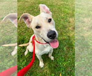 Labrador Retriever-Unknown Mix Dogs for adoption in Rootstown, OH, USA