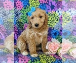 Small Photo #6 Goldendoodle (Miniature) Puppy For Sale in KIRKWOOD, PA, USA