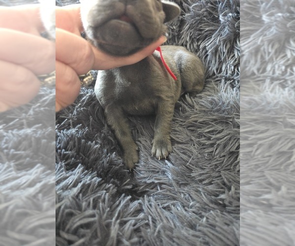 Medium Photo #8 Cane Corso Puppy For Sale in HENRY, VA, USA