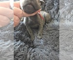 Small #7 Cane Corso