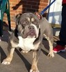 Small Photo #1 Olde English Bulldogge Puppy For Sale in WADSWORTH, OH, USA