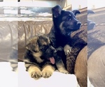 Small Photo #14 German Shepherd Dog Puppy For Sale in BRIGHTON, CO, USA
