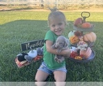 Small Photo #15 Weimaraner Puppy For Sale in WILLOWS, CA, USA