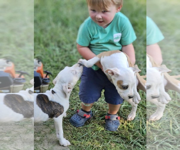 Medium Photo #21 American Pit Bull Terrier-Unknown Mix Puppy For Sale in Wakefield, RI, USA
