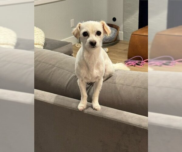 Medium Photo #2 Chihuahua-Unknown Mix Puppy For Sale in  Ramona, CA, USA