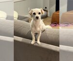 Small #1 Chihuahua Mix